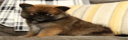 Pomeranian dogs for sale: Mandy - Ad 1