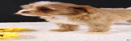 Shihpoo dogs for sale: Theo - Ad 2