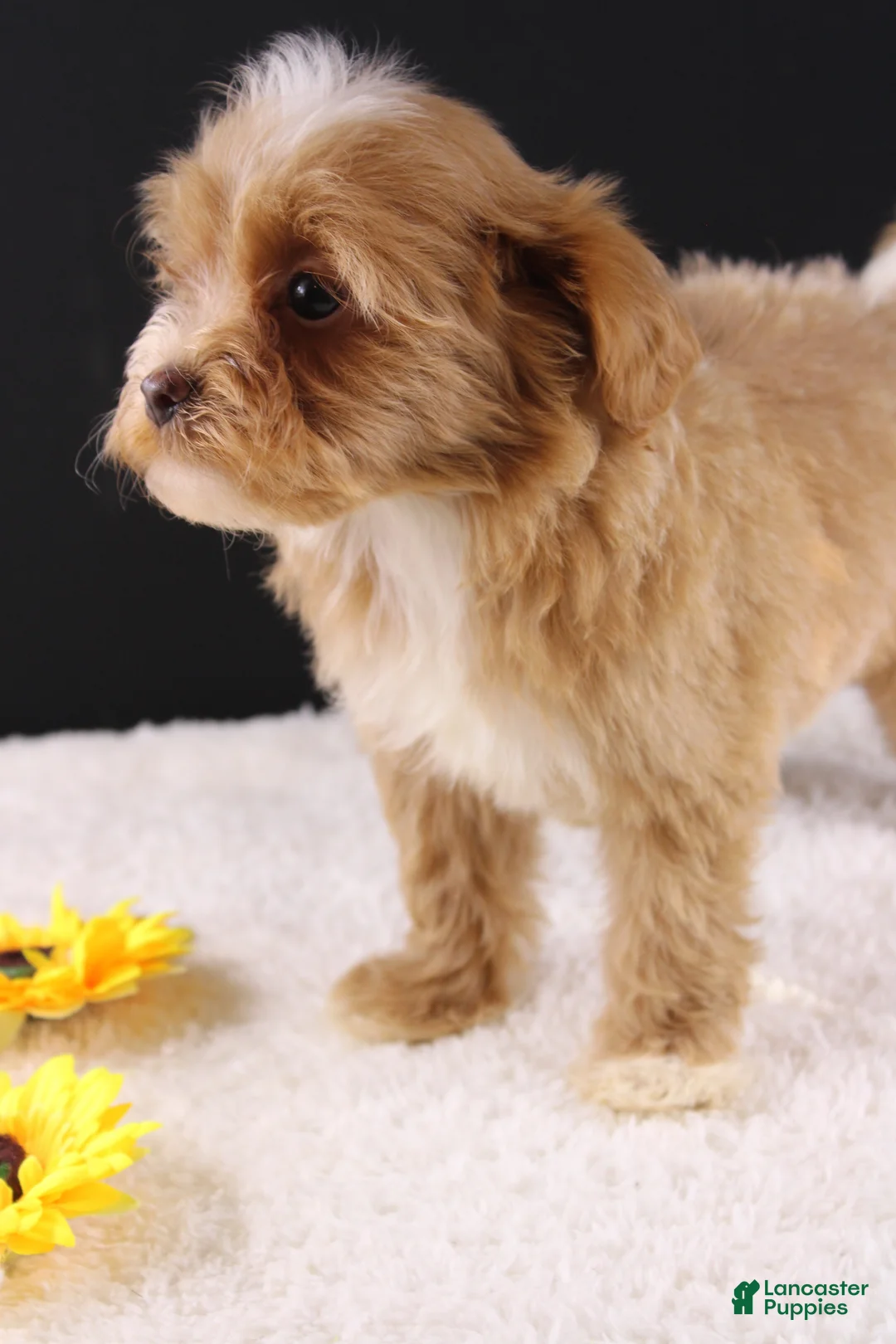 Shihpoo dogs for sale: Theo - Ad 2