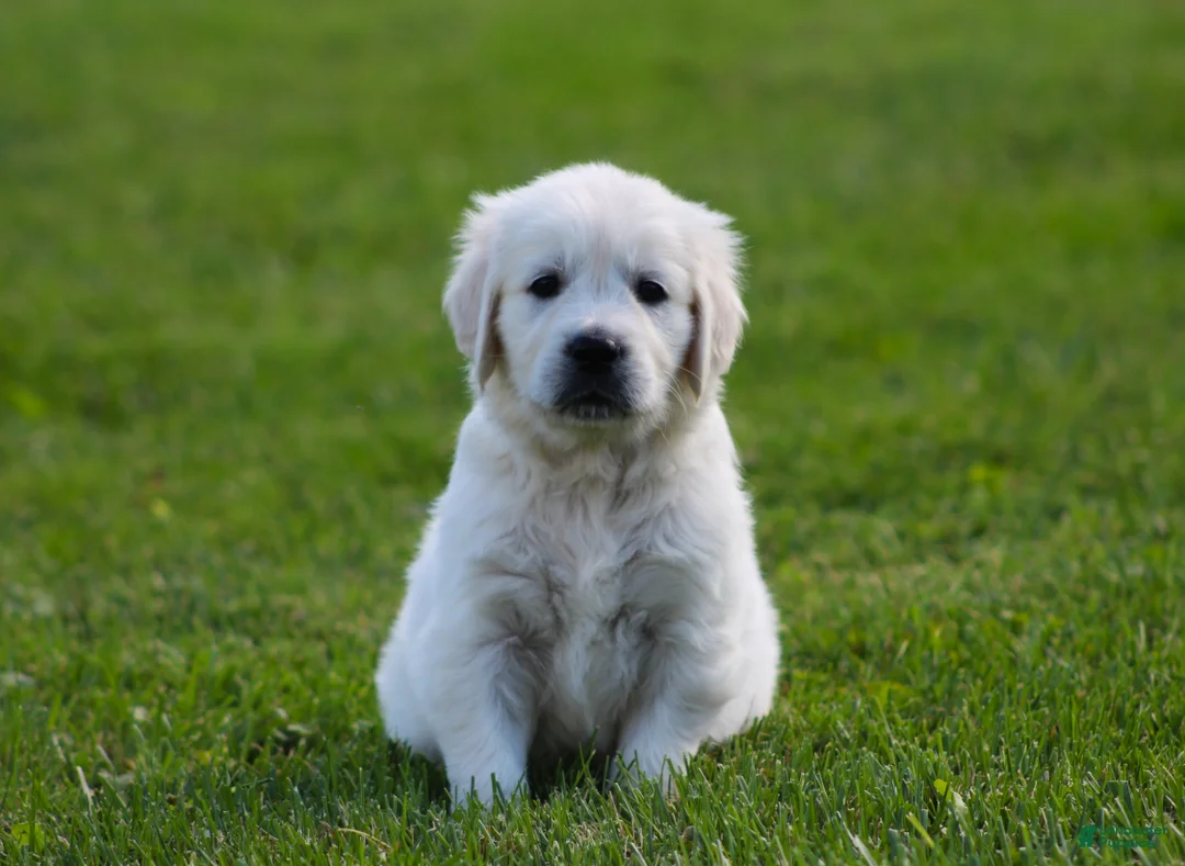 Golden Retriever dogs for sale: Riley - Ad 2