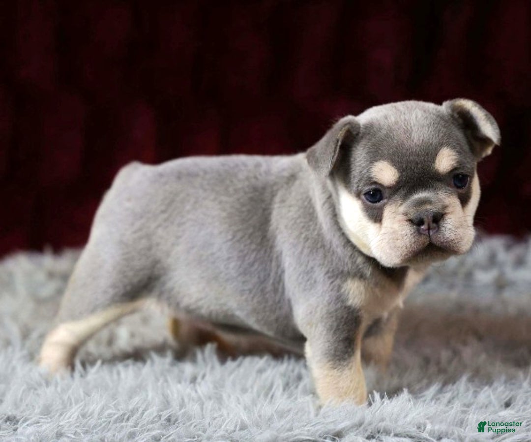 French Bulldog dogs for sale: Lollie - Ad 2