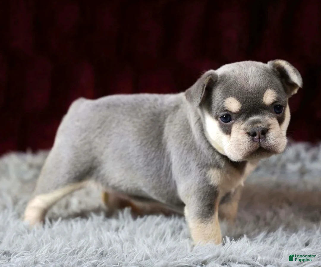 French Bulldog dogs for sale: Lollie - Ad 4