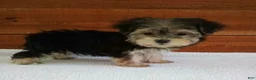 Morkie dogs for sale: Lily - Ad 4