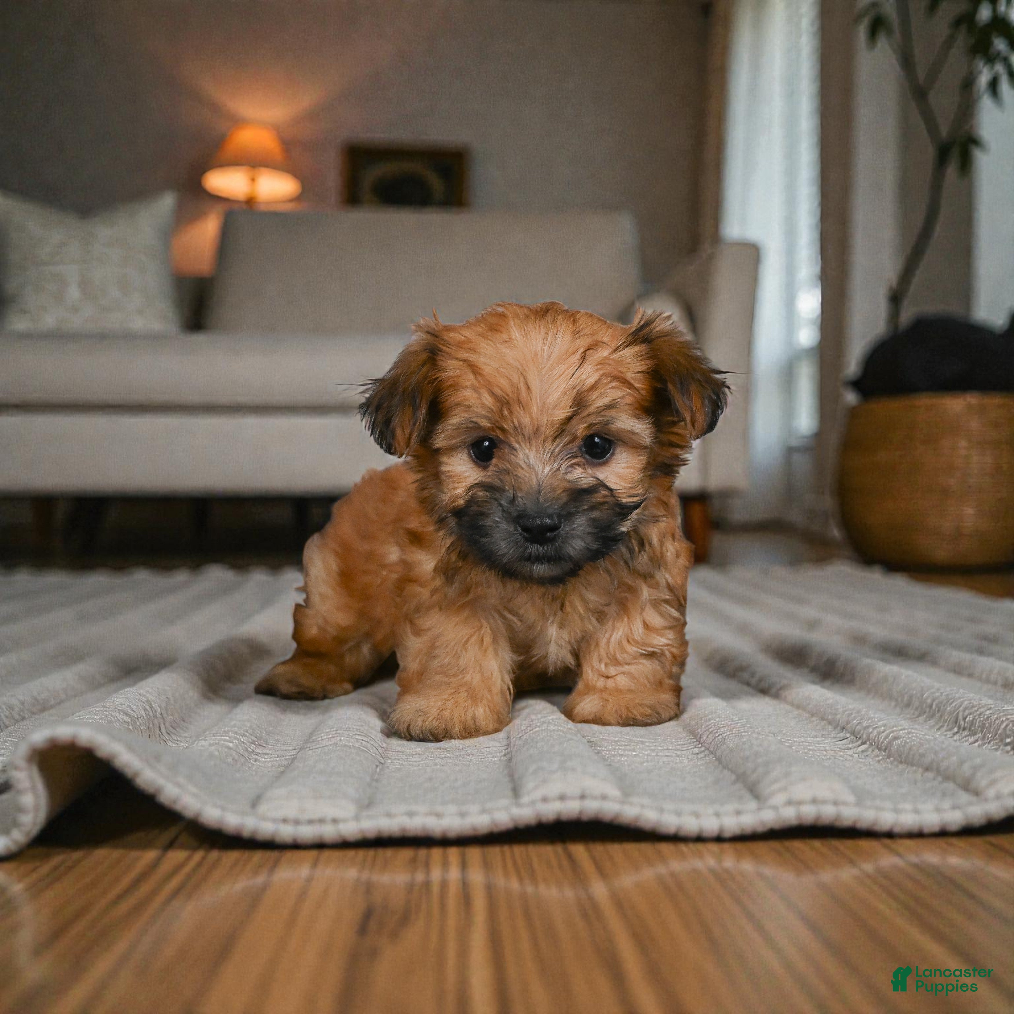 Morkie dogs KALA - Ad 4