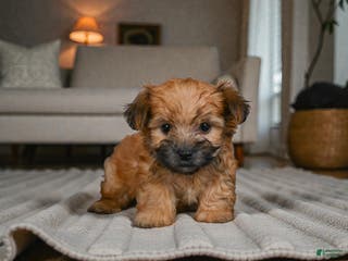 Morkie dogs KALA - Ad 5