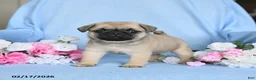 Pug dogs for sale: Buddy - Ad 4