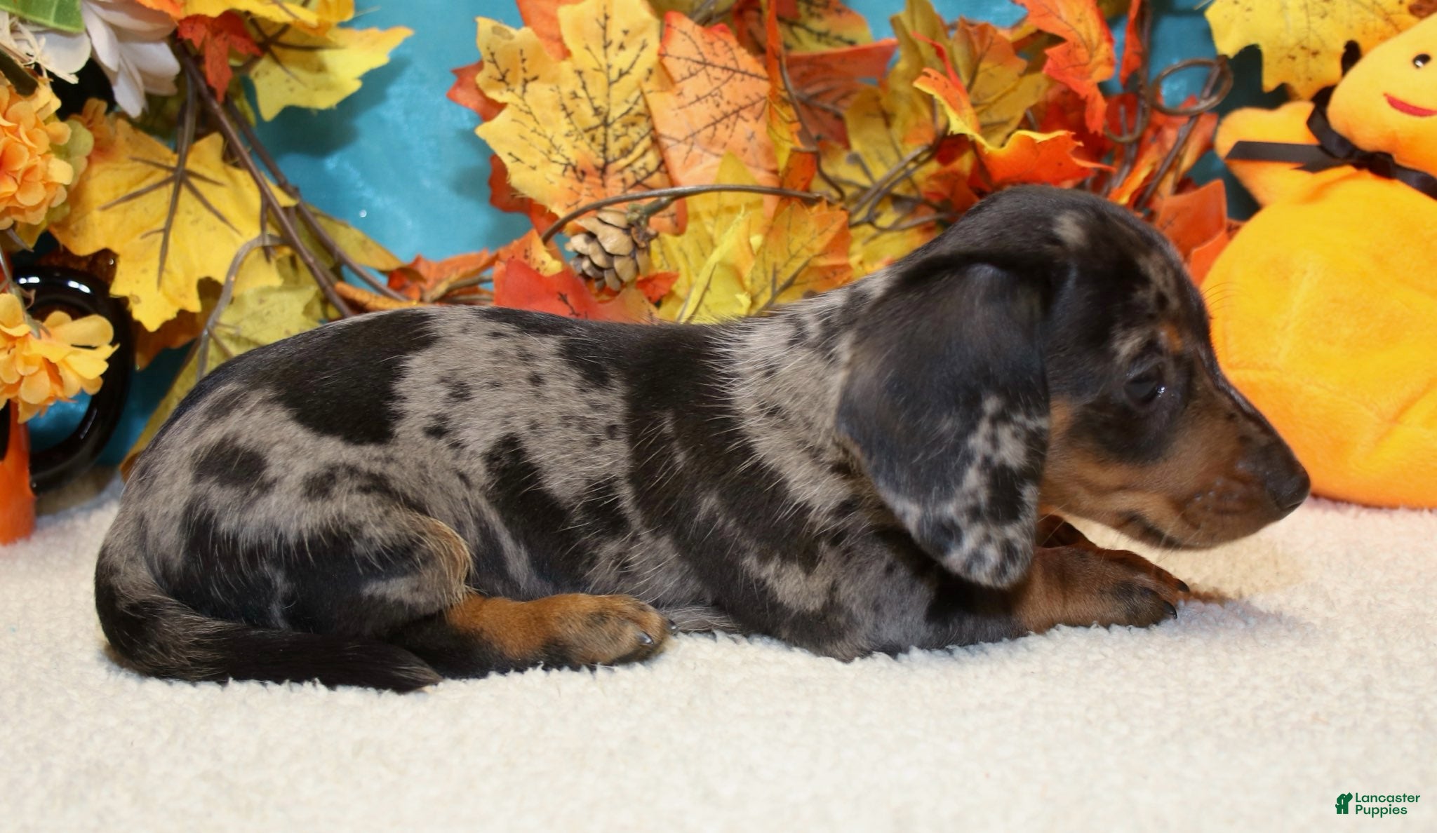 Miniature Dachshund dogs for sale: Hud - Ad 2