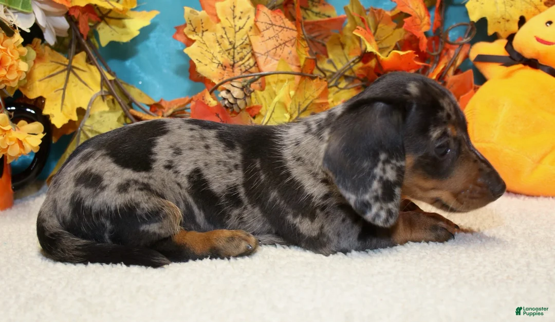 Miniature Dachshund dogs for sale: Hud - Ad 2