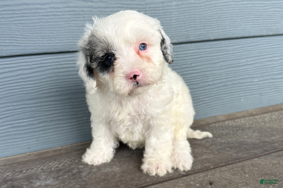 Cavapoo dogs Blot - Ad 4
