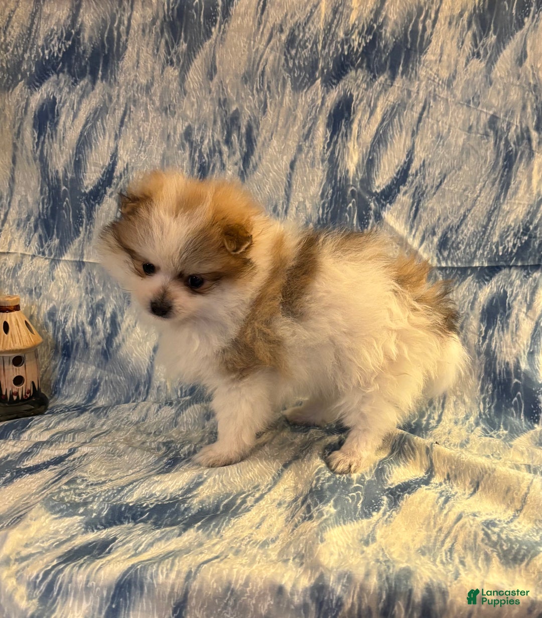 Pomeranian dogs for sale: Sully - Ad 1