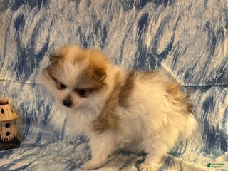 Pomeranian dogs Sully - Ad 9