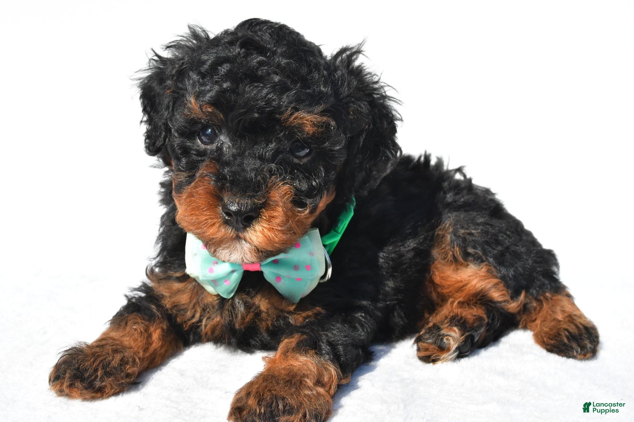 Toy Poodle dogs Preston - Ad 2