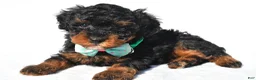 Toy Poodle dogs for sale: Preston - Ad 2