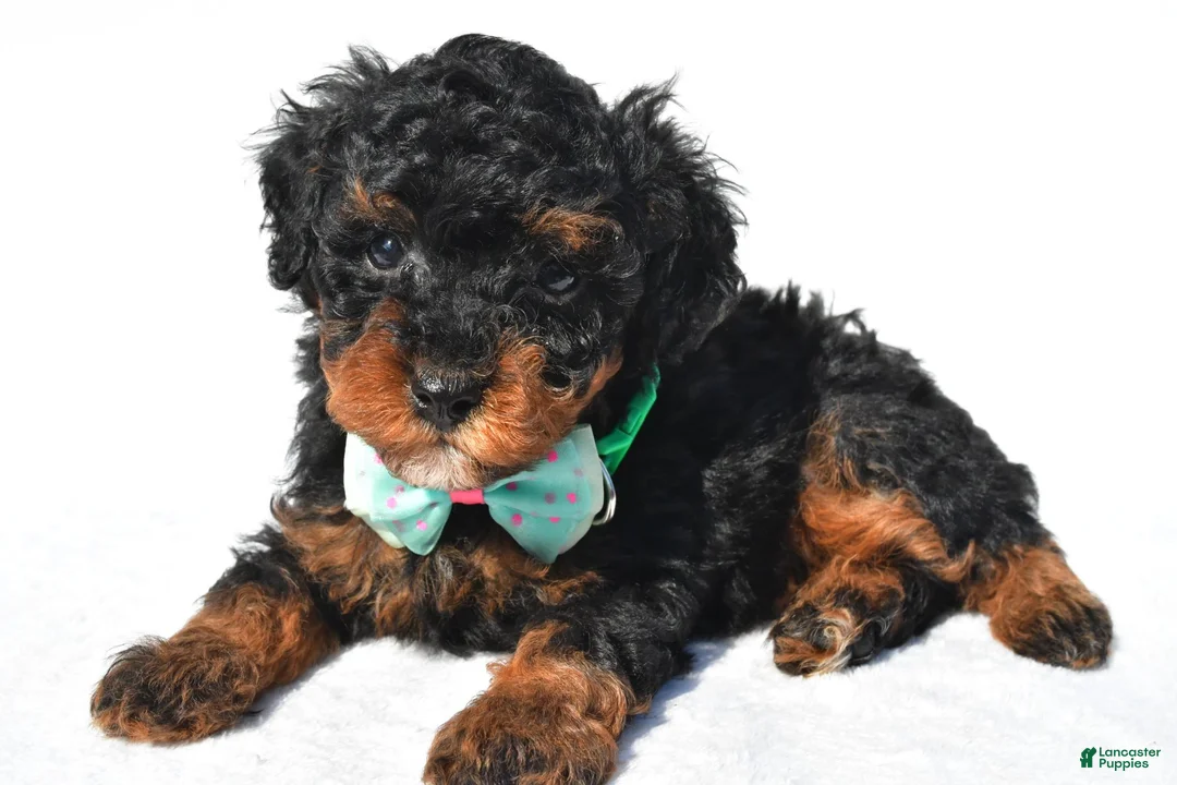 Toy Poodle dogs for sale: Preston - Ad 2