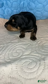 Mixed Breed dogs Chief - Ad 2