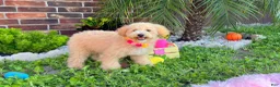 Maltipoo dogs for sale: Aurora - Ad 4