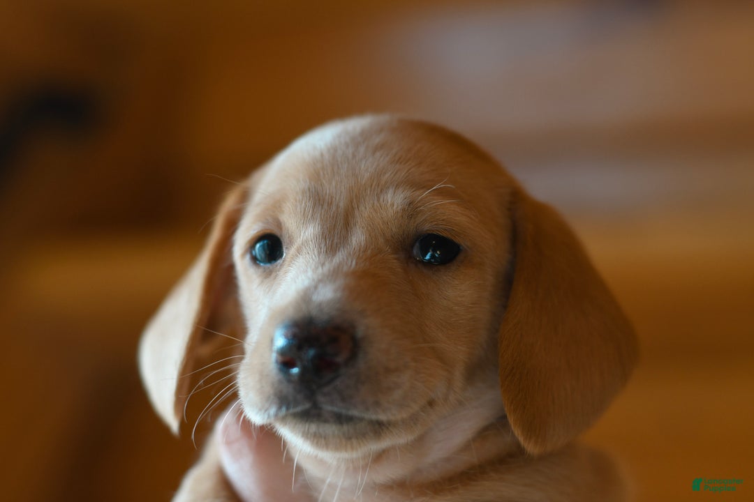 Dachshund dogs for sale: Teddy - Ad 4