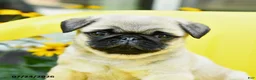 Pug dogs for sale: Spud  - Ad 1