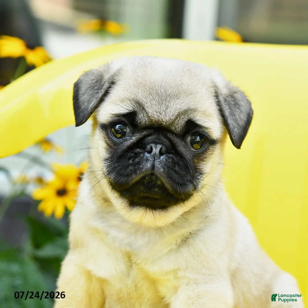 Pug dogs for sale: Spud  - Ad 1