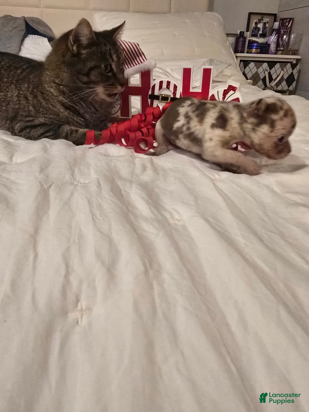 Chihuahua dogs for sale: Lana - Ad 4