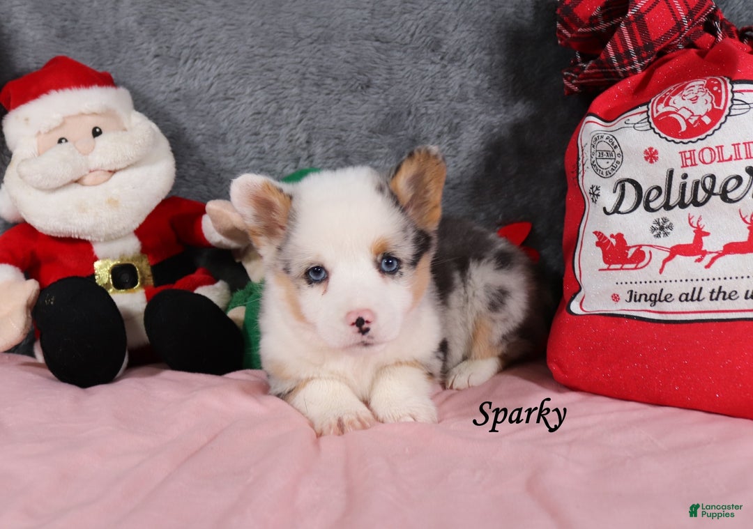 Welsh Corgi Pembroke dogs for sale: Sparky - Ad 4