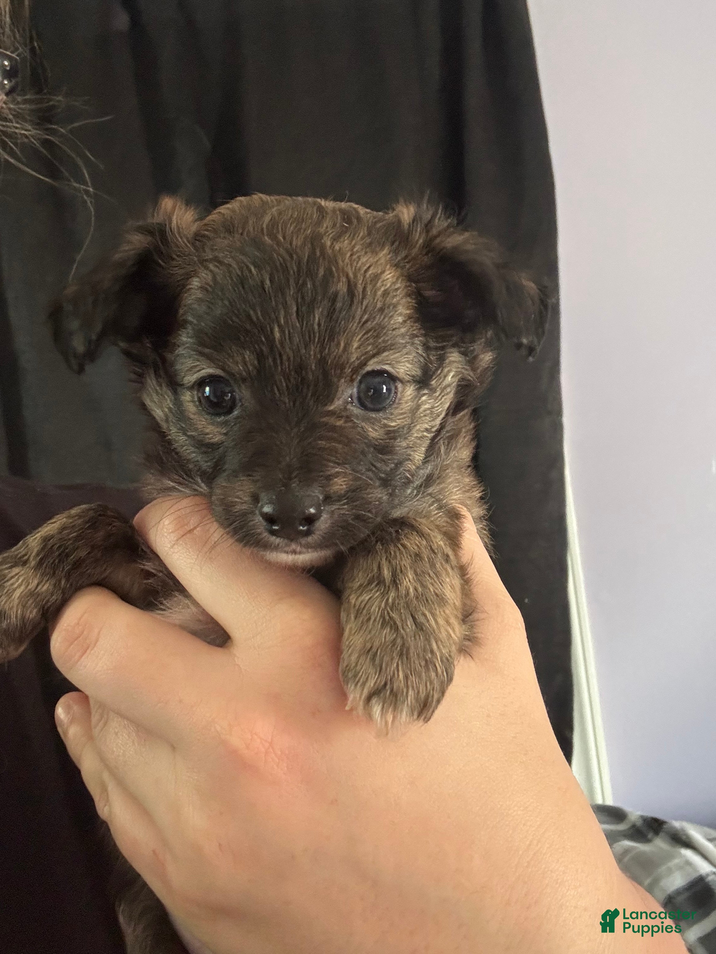 Chihuahua dogs Chihuahua Puppy 2 - Ad 10