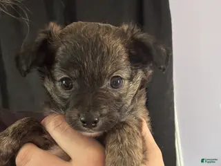 Chihuahua dogs Chihuahua Puppy 2 - Ad 10