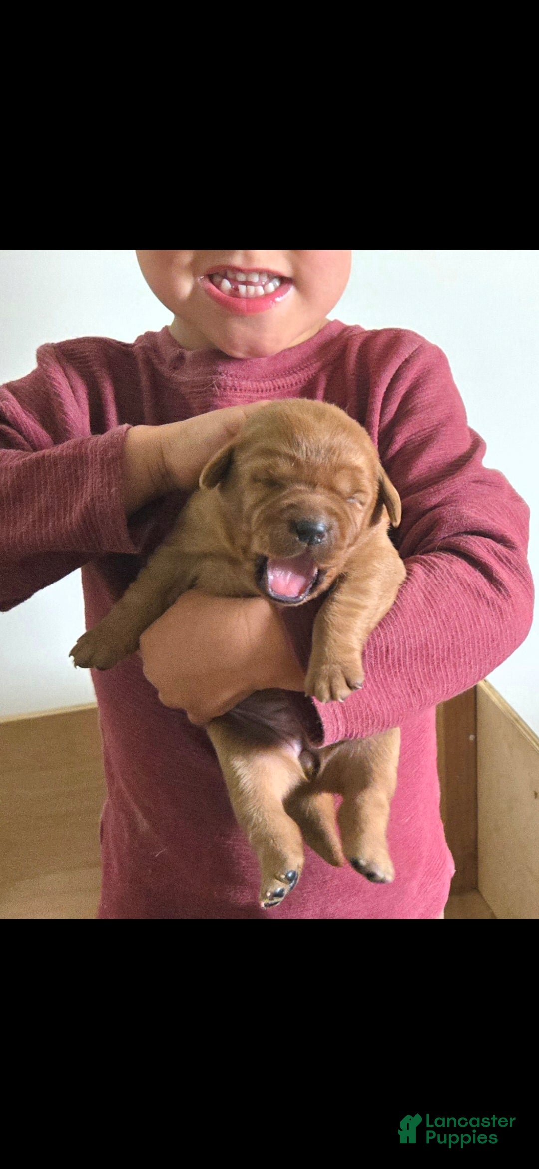 Labrador Retriever dogs Maggie - Ad 17