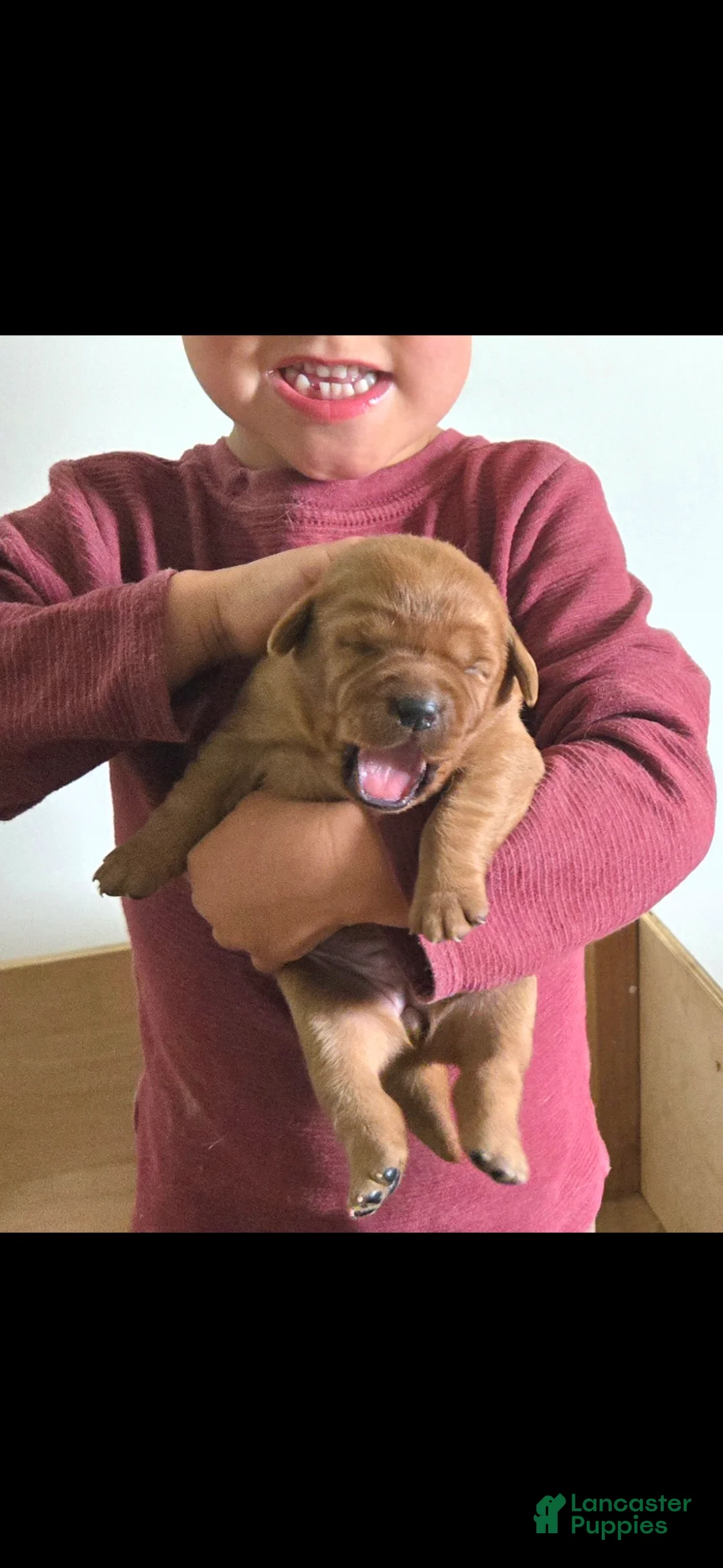 Labrador Retriever dogs for sale: Maggie - Ad 1