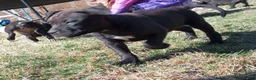 American Bully dogs for sale: Carter Starocci - Ad 8