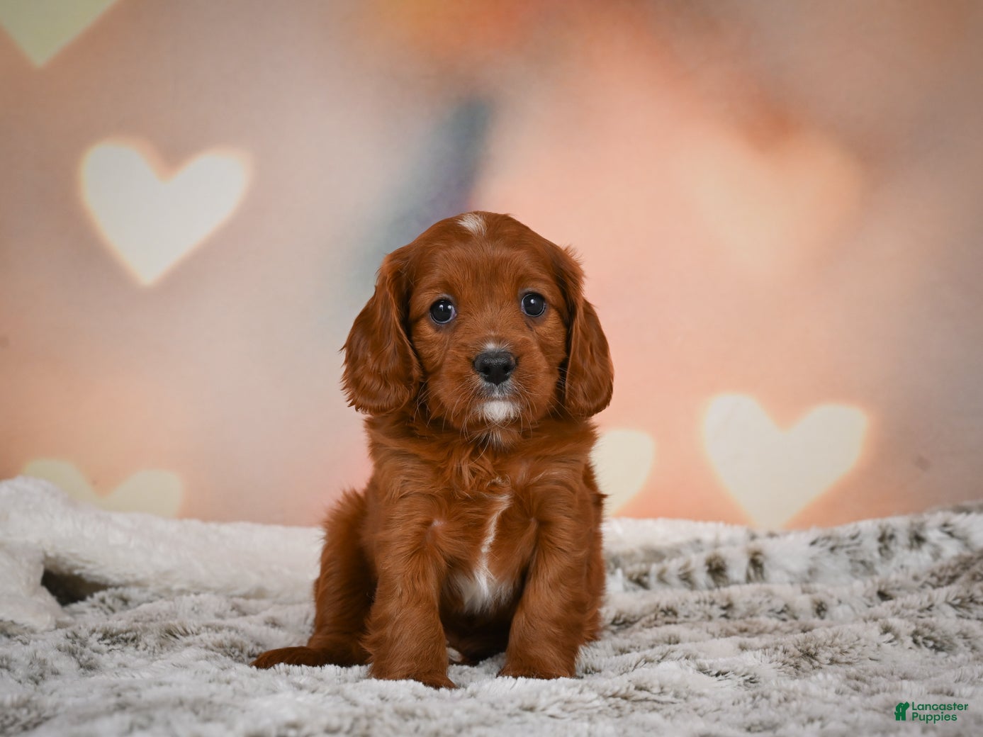 Cavapoo dogs for sale: MAPLE - Ad 2