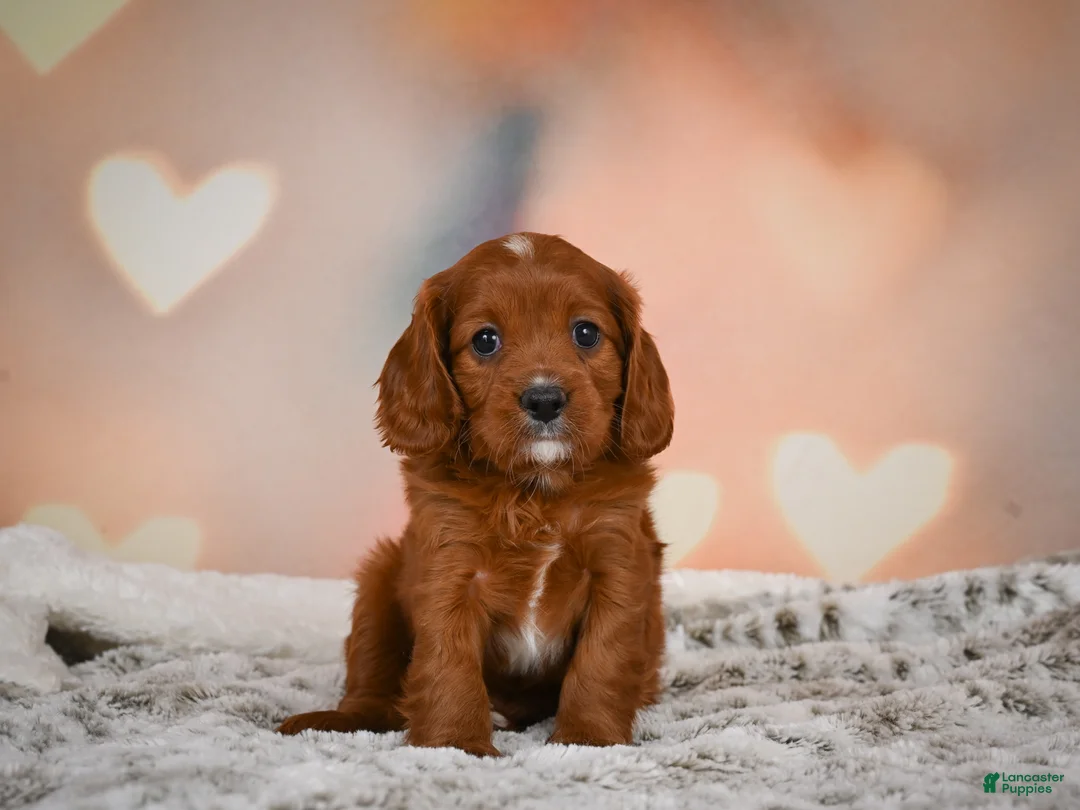 Cavapoo dogs for sale: MAPLE - Ad 2