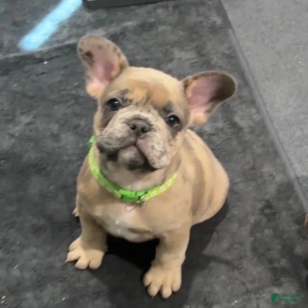 French Bulldog dogs for sale: Sprout  - Ad 2