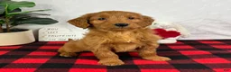Mini Goldendoodle dogs for sale: Gala - Ad 2