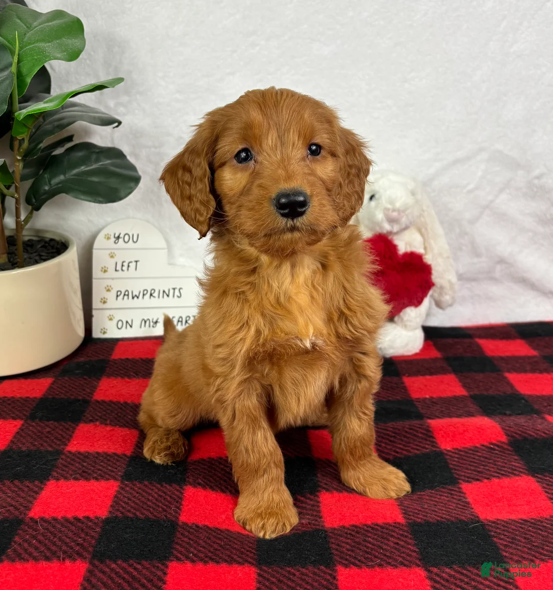 Mini Goldendoodle dogs for sale: Gala - Ad 2