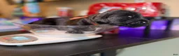 Mixed Breed dogs for sale: Ravioli - Ad 9