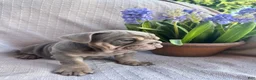 English Bulldog dogs for sale: English Bulldog 7 - Ad 3