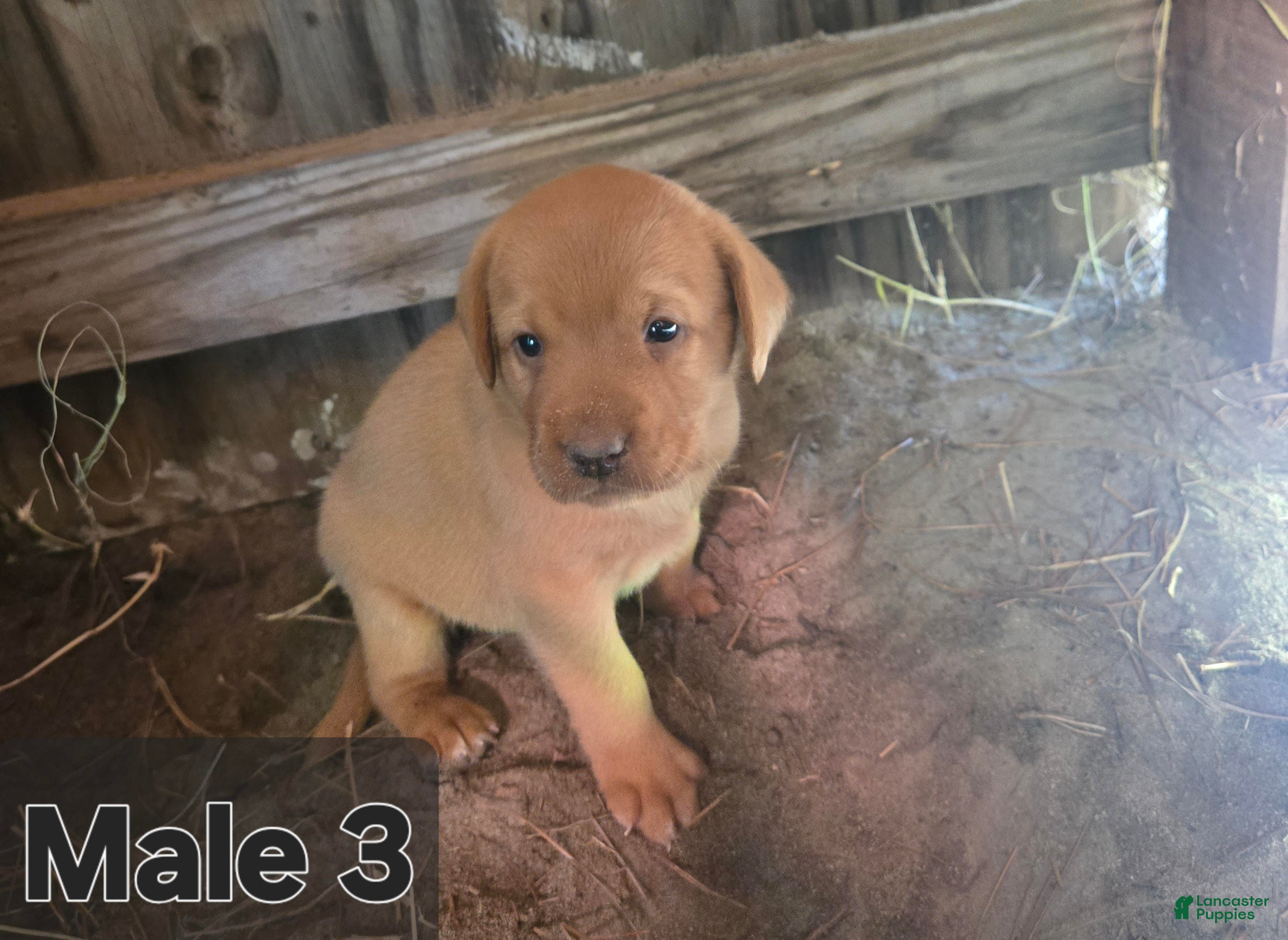 Labrador Retriever dogs Labrador Retriever Male 3 - Ad 38