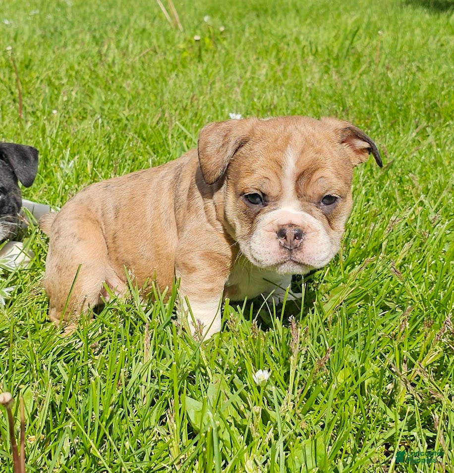 Mixed Breed dogs Seal Merle Mini Bulldog Boy - Ad 9