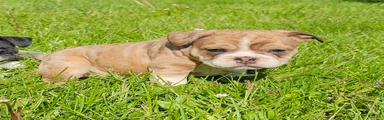 Seal Merle Mini Bulldog Boy