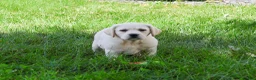 Labrador Retriever dogs for sale: Vidia - Ad 5