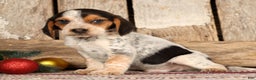Beagle dogs for sale: Dasher - Ad 5