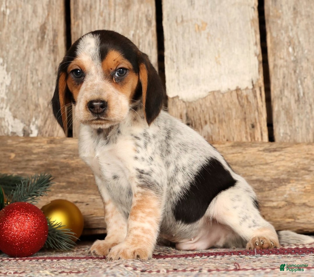 Beagle dogs for sale: Dasher - Ad 5