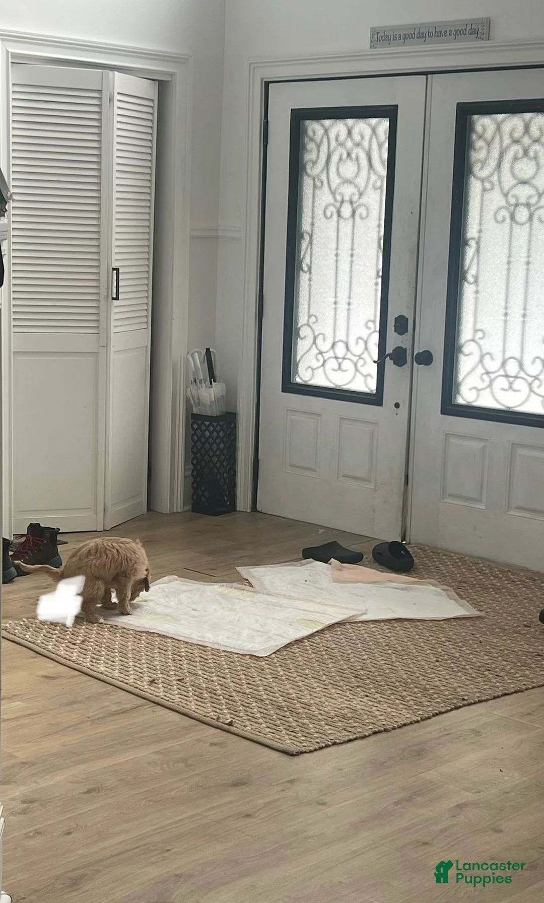 Cavapoo dogs for sale: Cavapoo Puppy 1 - Ad 4