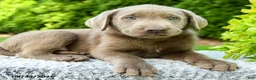 Labrador Retriever dogs for sale: Ruben - Ad 3
