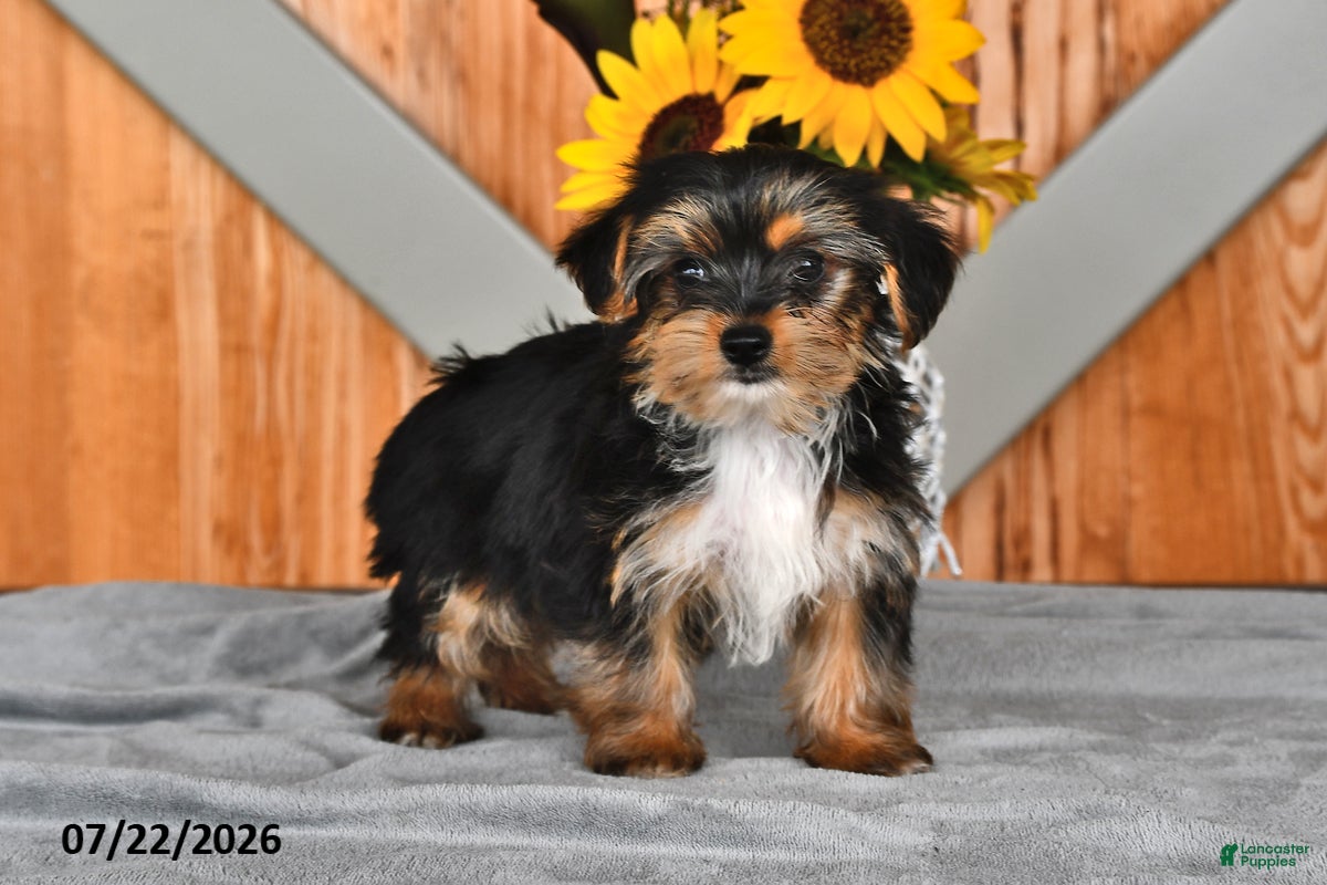 Mixed Breed dogs Roger - Ad 2