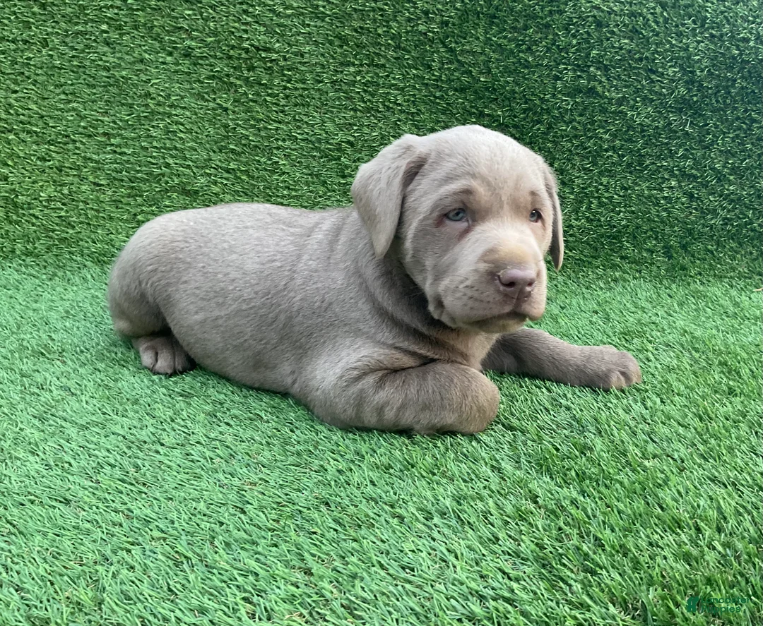 Labrador Retriever dogs for sale: Oliver  - Ad 2
