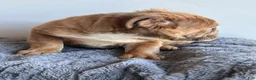 English Bulldog dogs for sale: Sassy - Ad 4