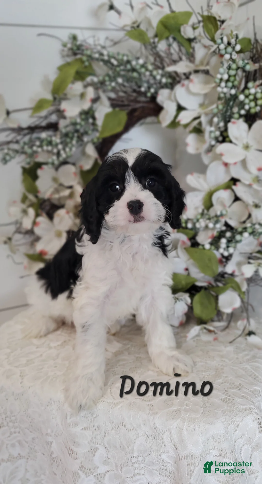 Cavapoo dogs for sale: Domino  - Ad 2