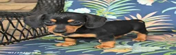 Miniature Dachshund dogs for sale: June - Ad 4